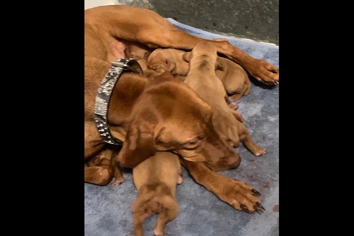 Vizsla Puppies breeder image 42
