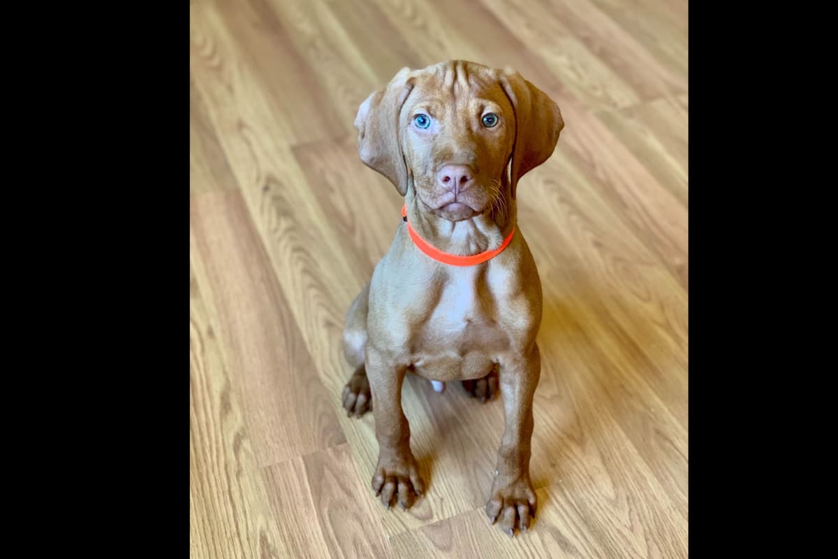 Vizsla Puppies breeder image 43