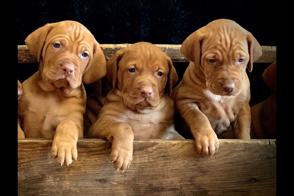 Vizsla Puppies breeder image 44