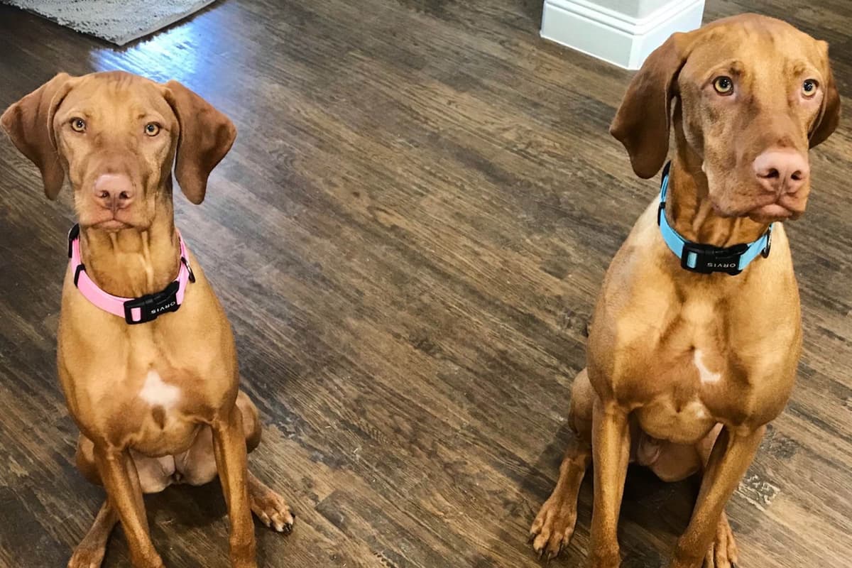Vizsla Puppies breeder image 45