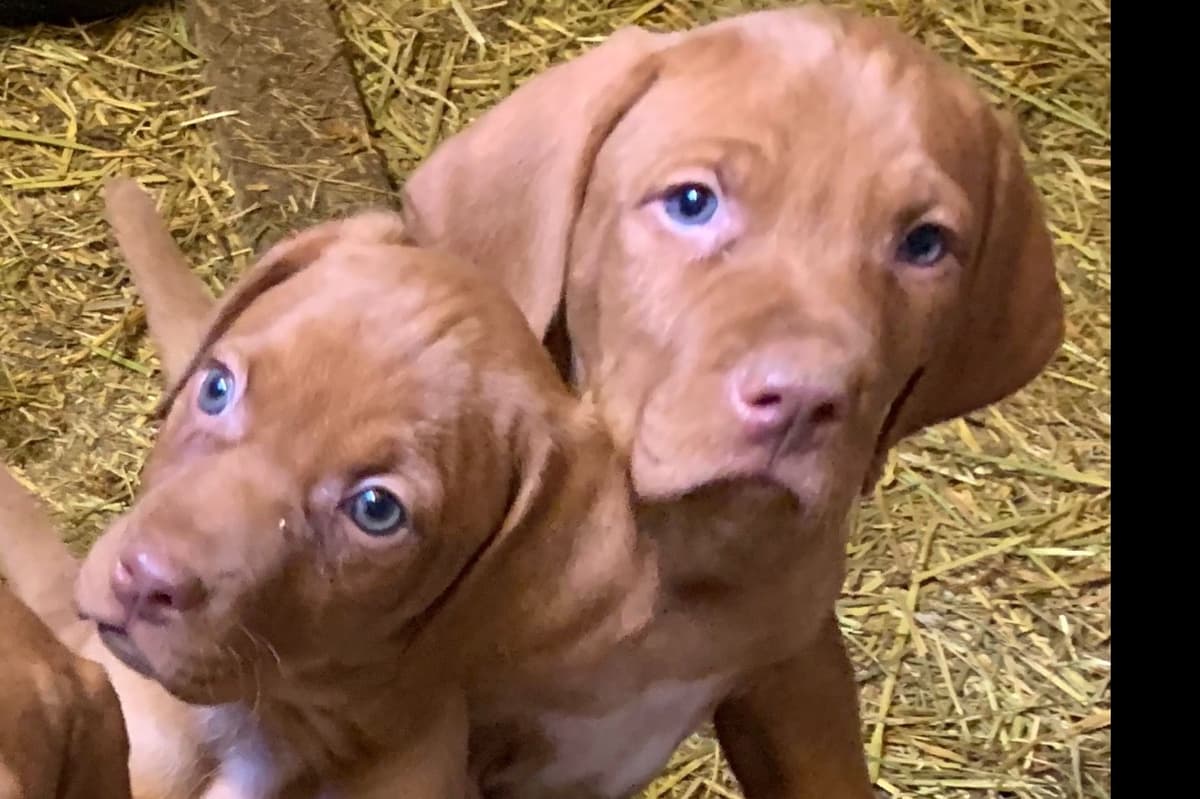 Vizsla Puppies breeder image 48