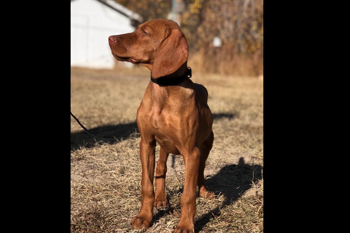 Vizsla Puppies breeder image 49