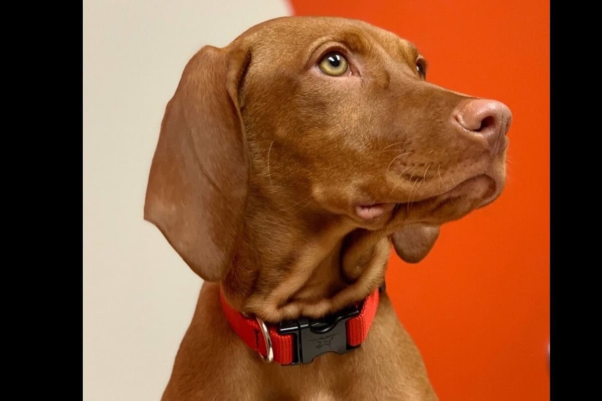 Vizsla Puppies breeder image 50