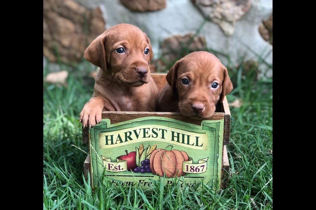 Vizsla Puppies breeder image 52