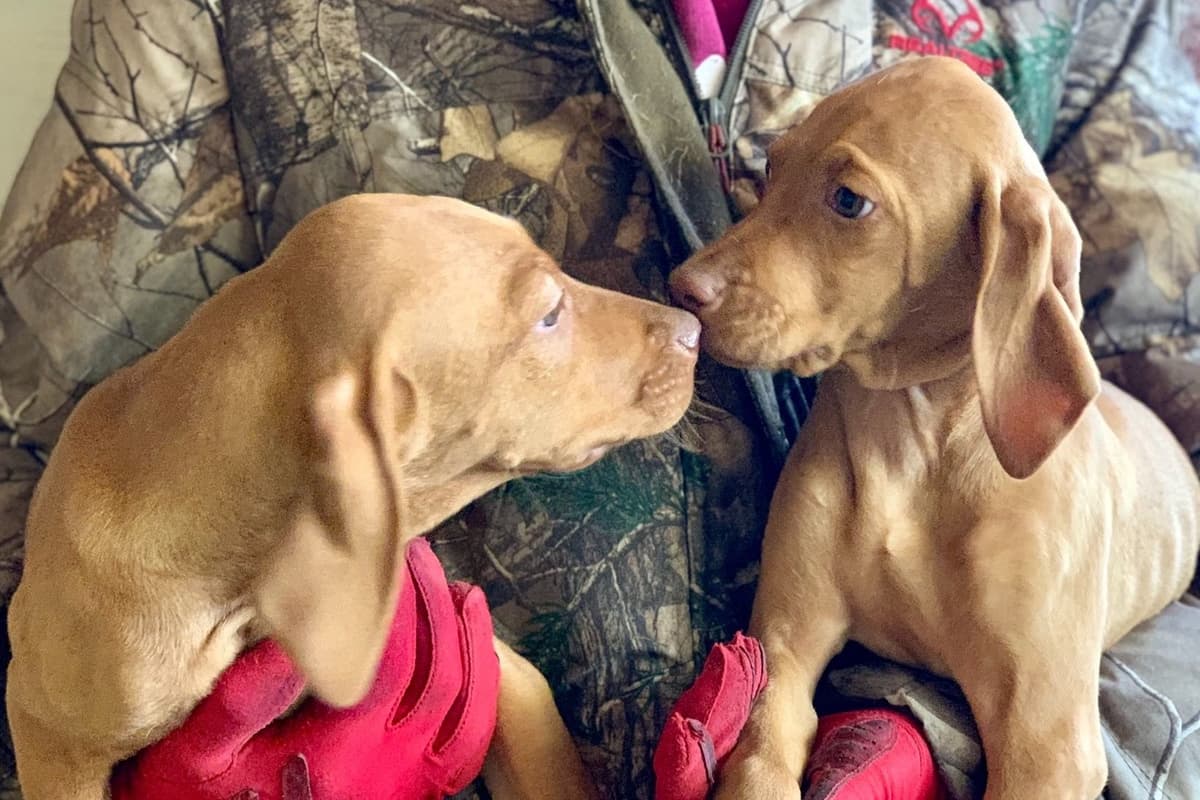 Vizsla Puppies breeder image 53