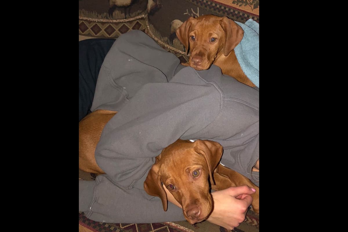Vizsla Puppies breeder image 55