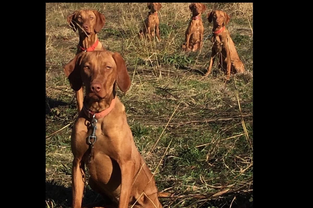 Vizsla Puppies breeder image 57