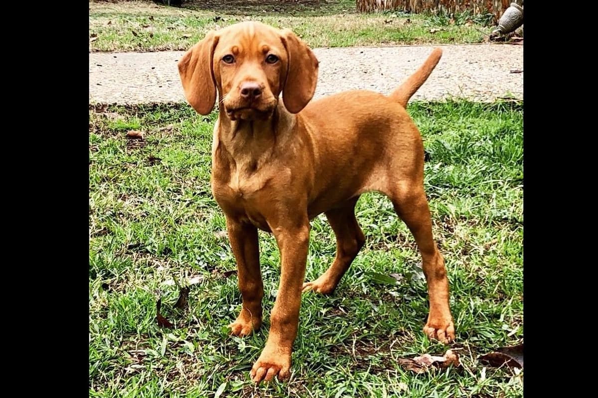 Vizsla Puppies breeder image 58