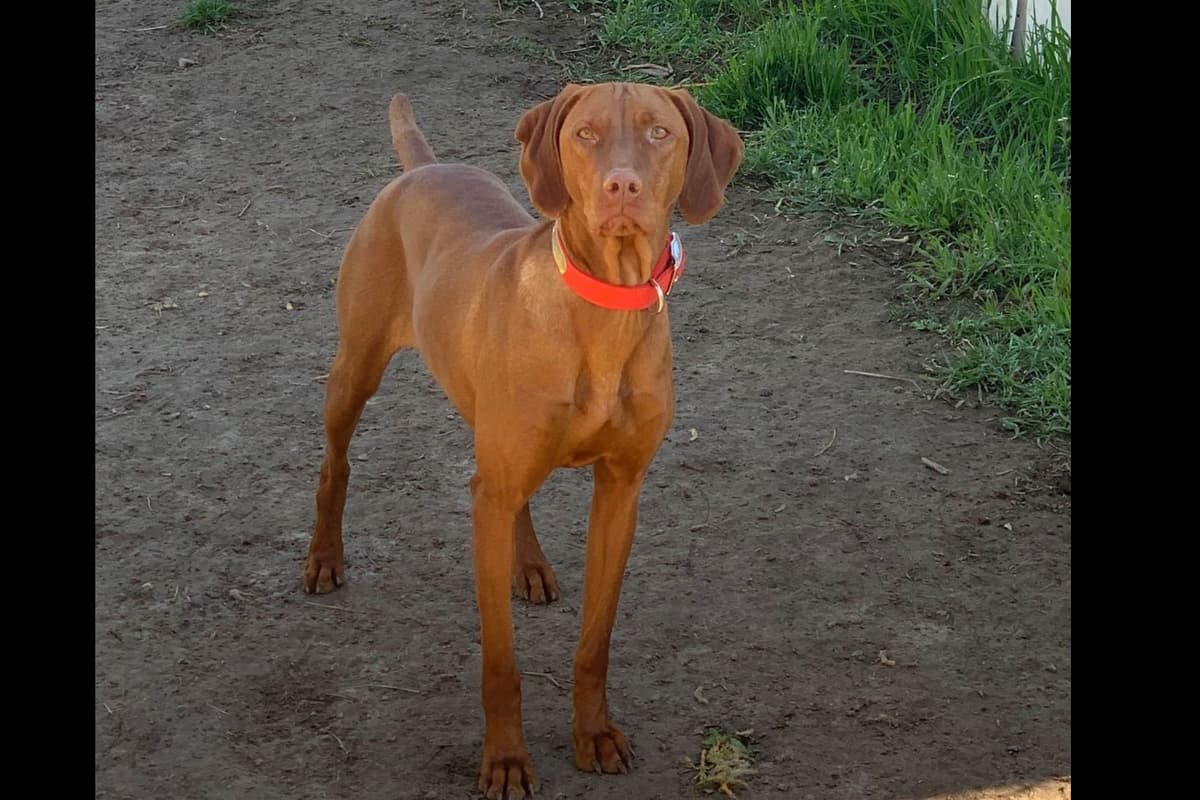 Vizsla Puppies breeder image 59