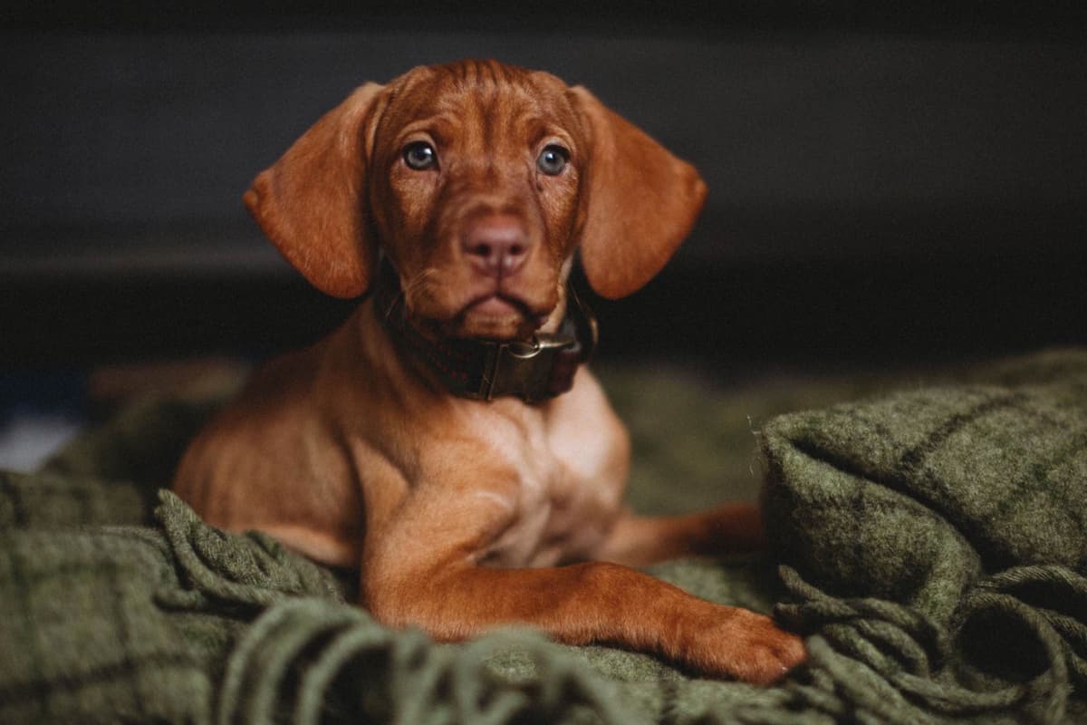 Vizsla Puppies breeder image 1