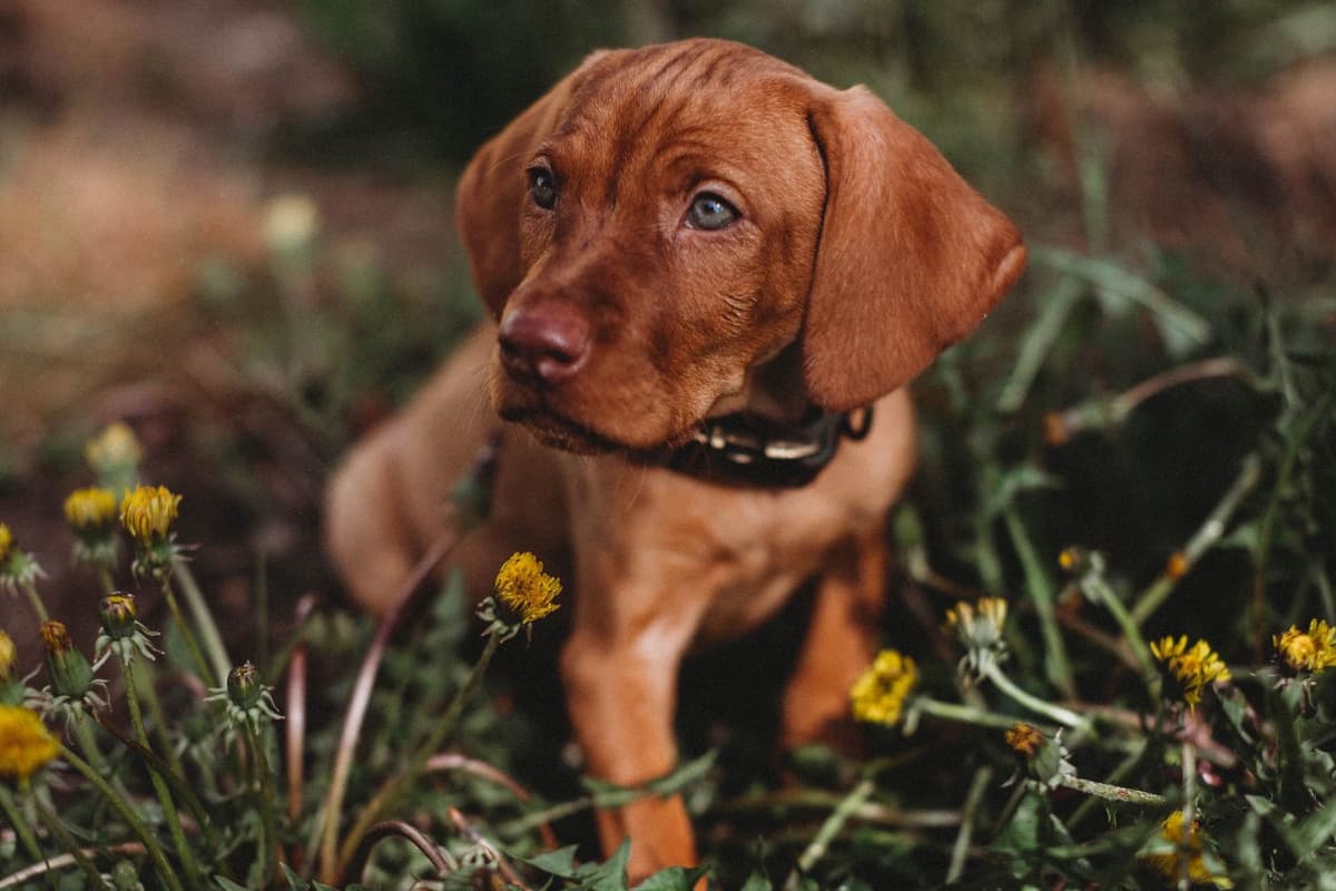 Vizsla Puppies breeder image 60