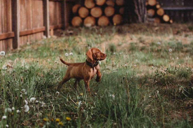 Vizsla Puppies breeder image 61