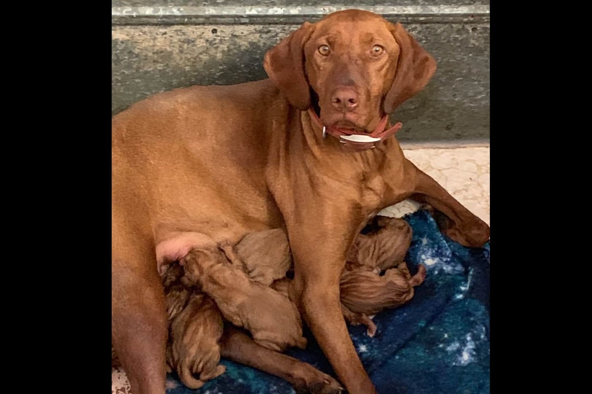 Vizsla Puppies breeder image 62