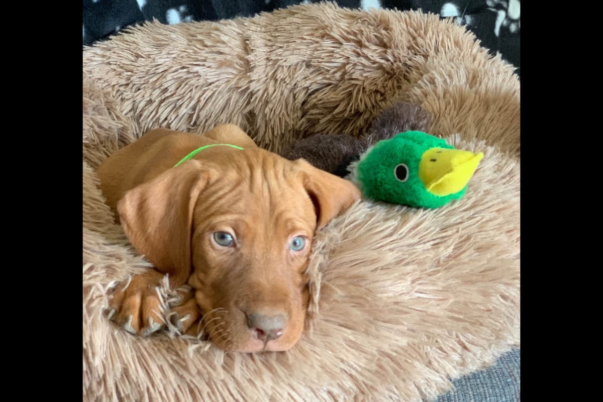 Vizsla Puppies breeder image 63
