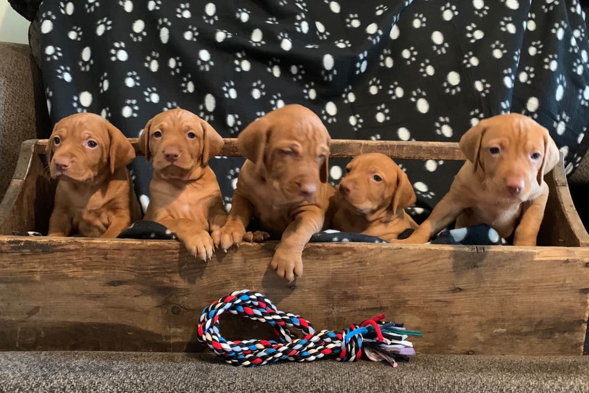 Vizsla Puppies breeder image 64