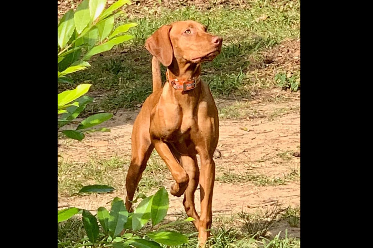 Vizsla Puppies breeder image 65