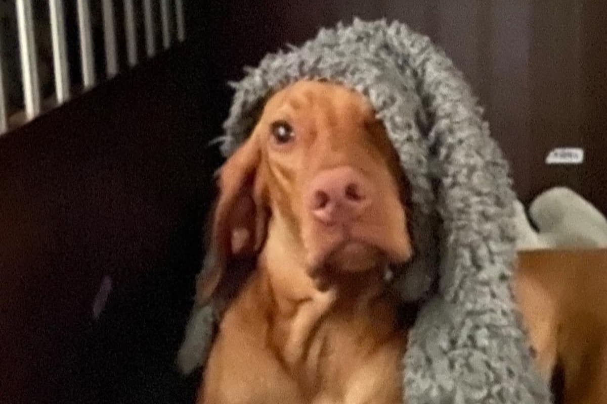 Vizsla Puppies breeder image 67