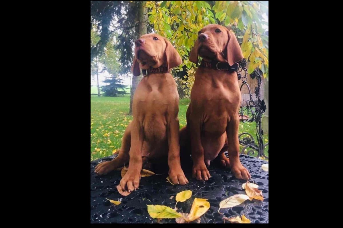 Vizsla Puppies breeder image 69