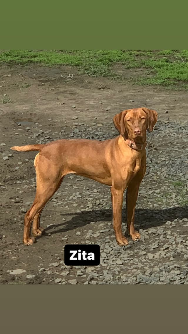 Vizsla Puppies media 9