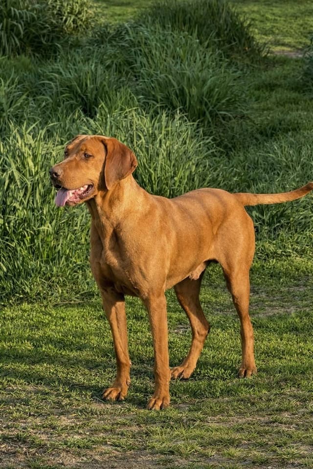 Vizsla Puppies media 10