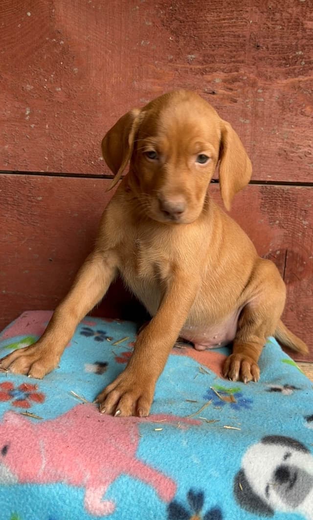Vizsla Puppies media 7
