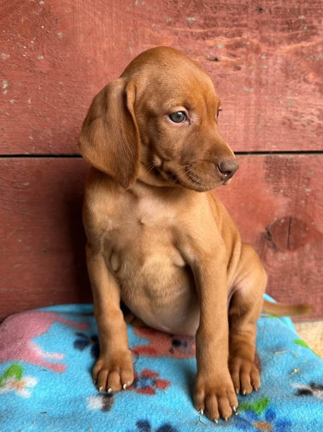 Vizsla Puppies media 5