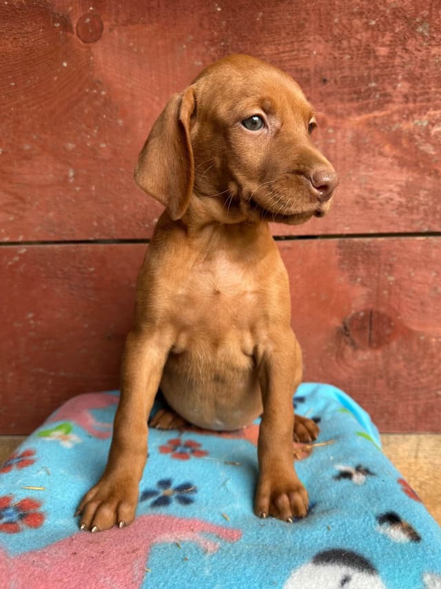 Vizsla Puppies media 4