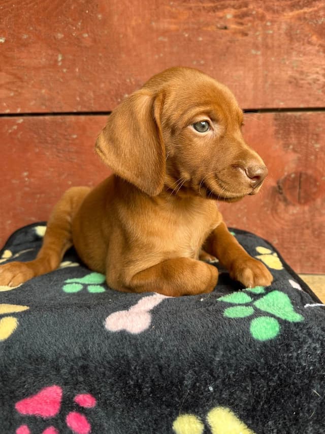 Vizsla Puppies media 6