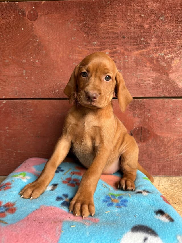 Vizsla Puppies media 8