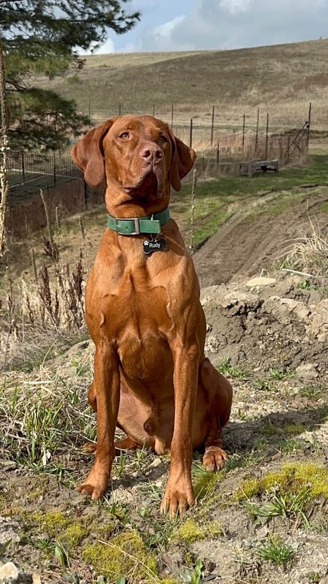 Vizsla Puppies media 11