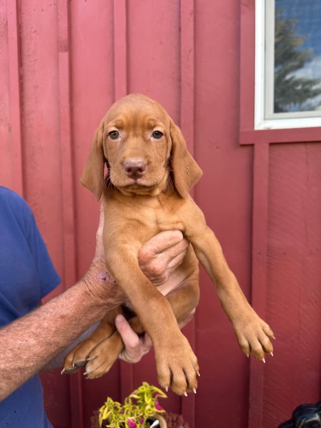 Vizsla Puppies media 2
