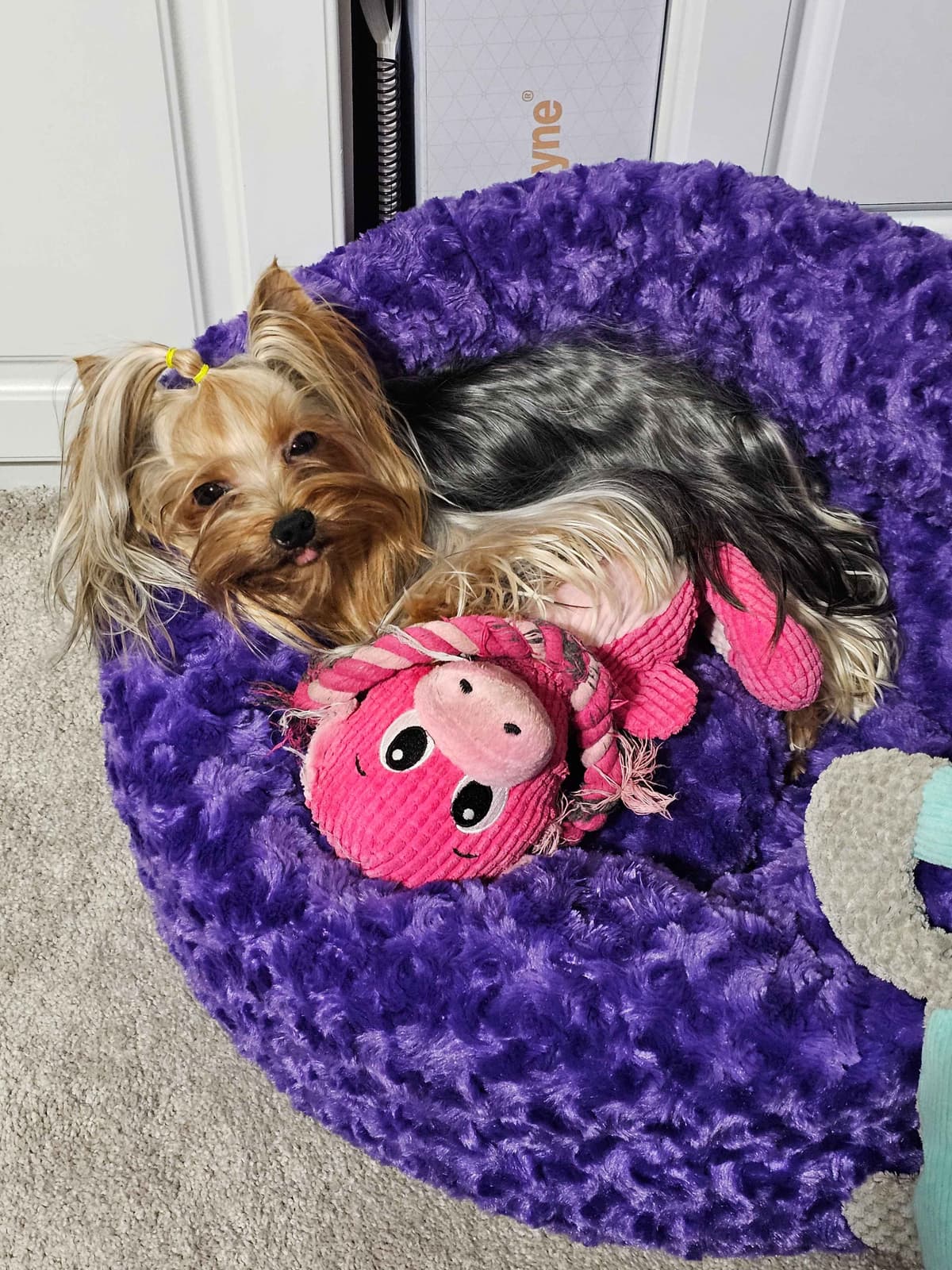 Yorkshire Terrier Puppies breeder image 18