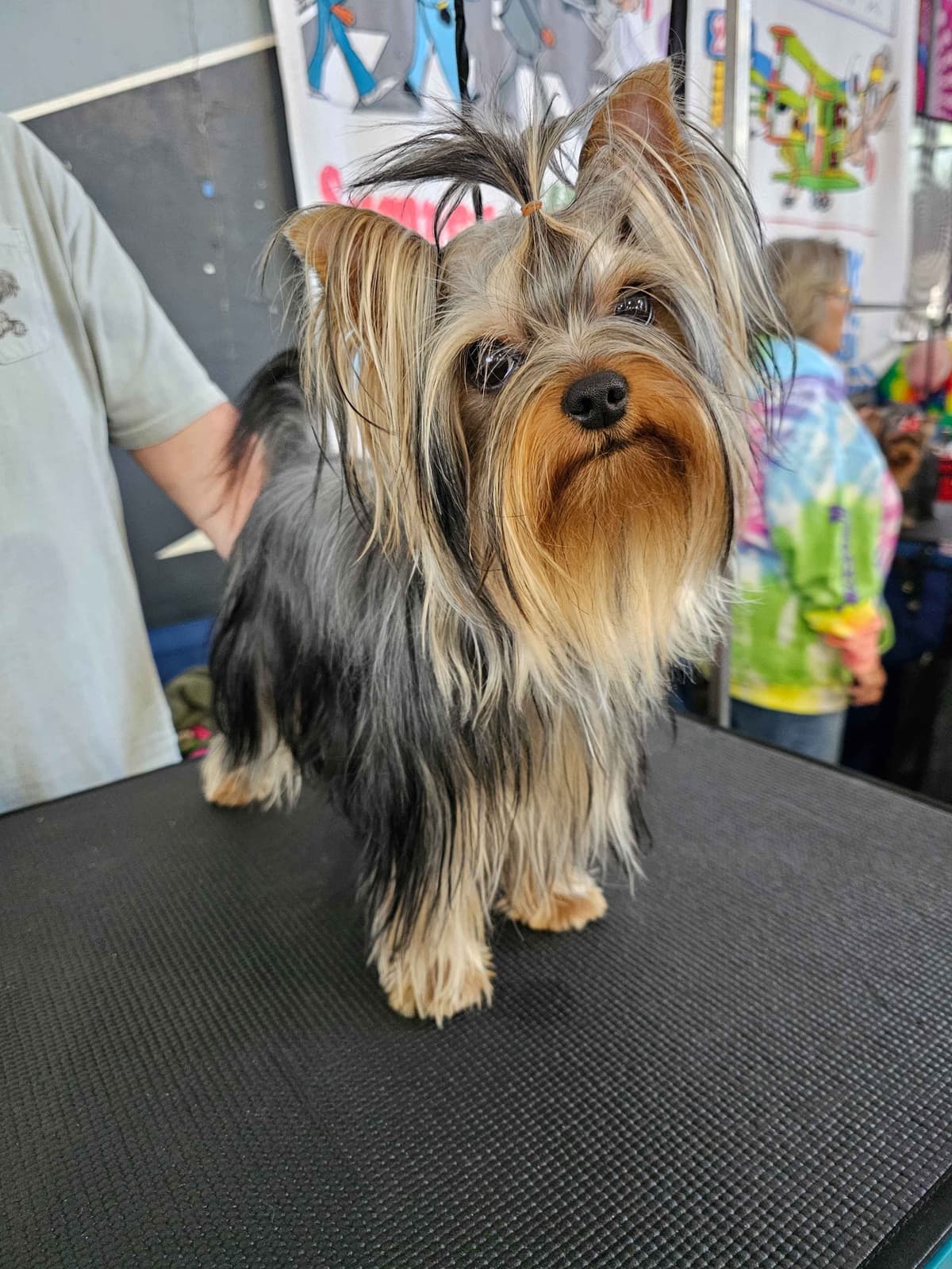 Yorkshire Terrier Puppies breeder image 14
