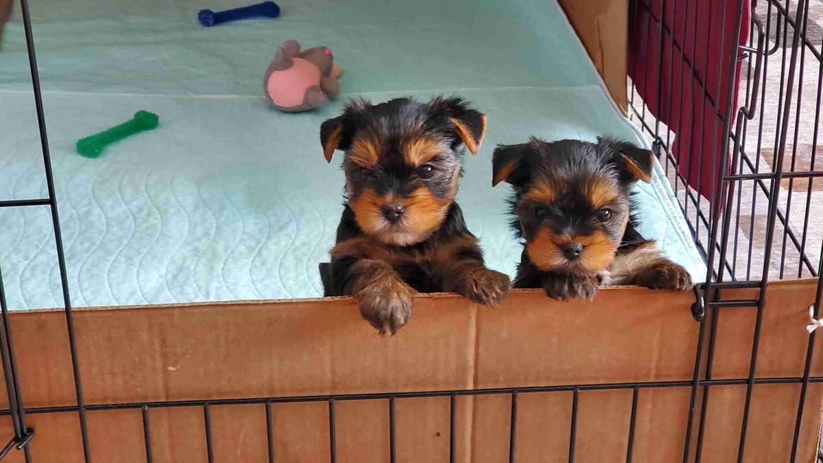 Yorkshire Terrier Puppies breeder image 28