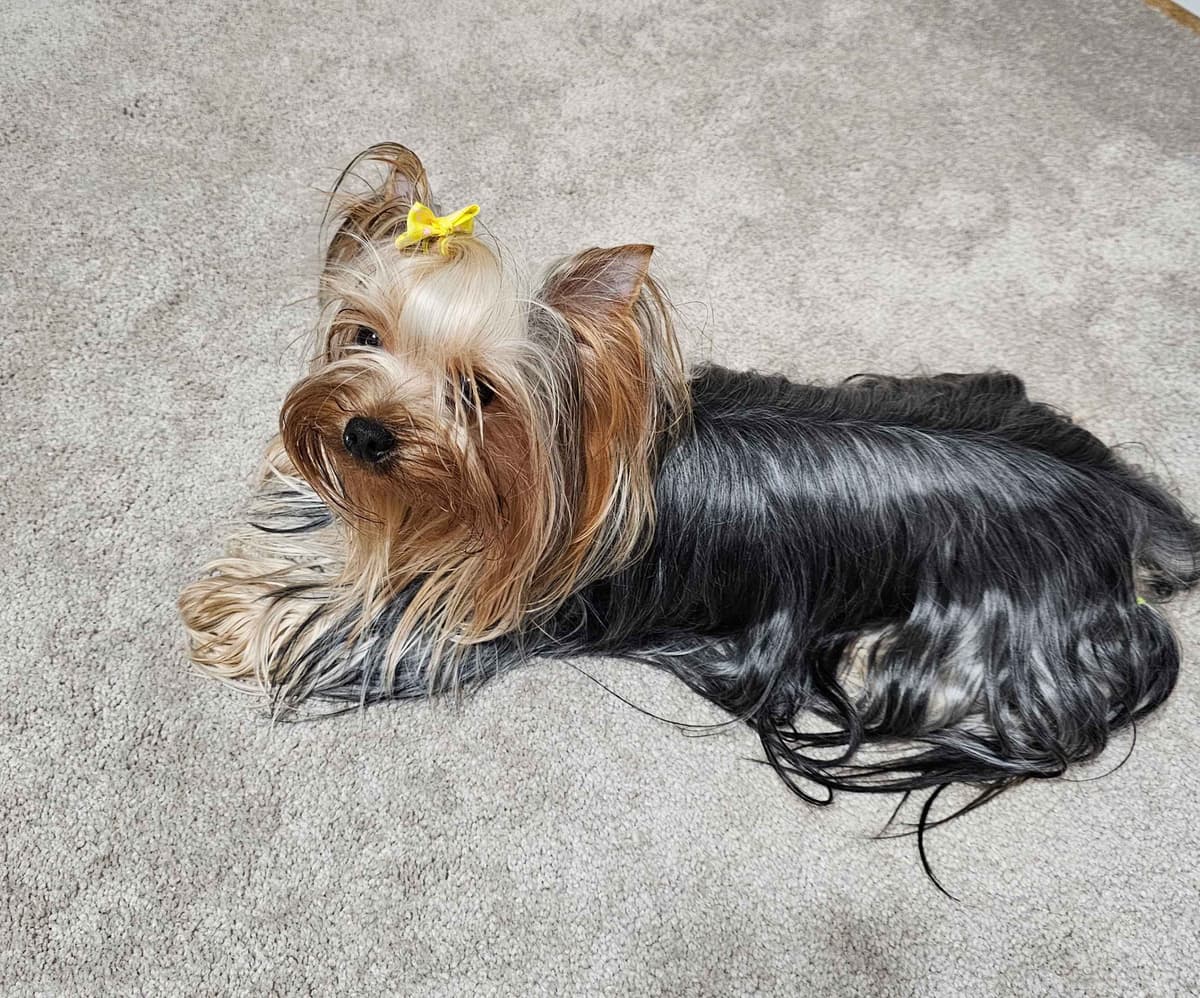 Yorkshire Terrier Puppies breeder image 20