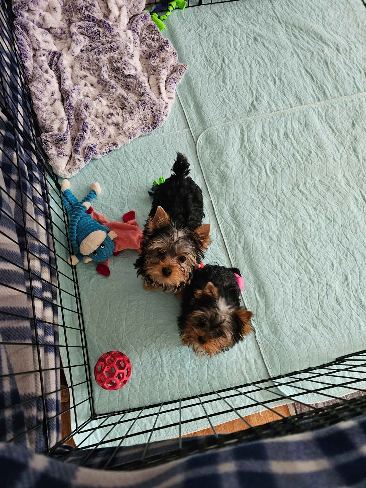Yorkshire Terrier Puppies breeder image 15