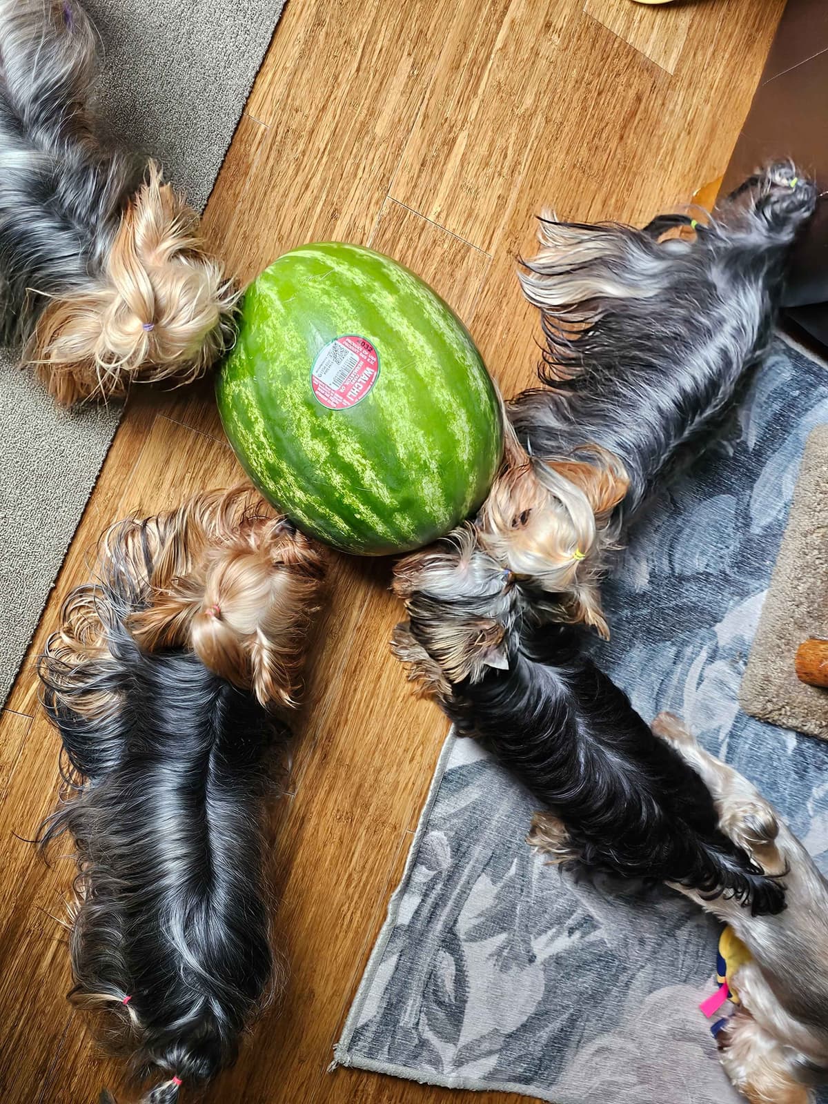 Yorkshire Terrier Puppies breeder image 21