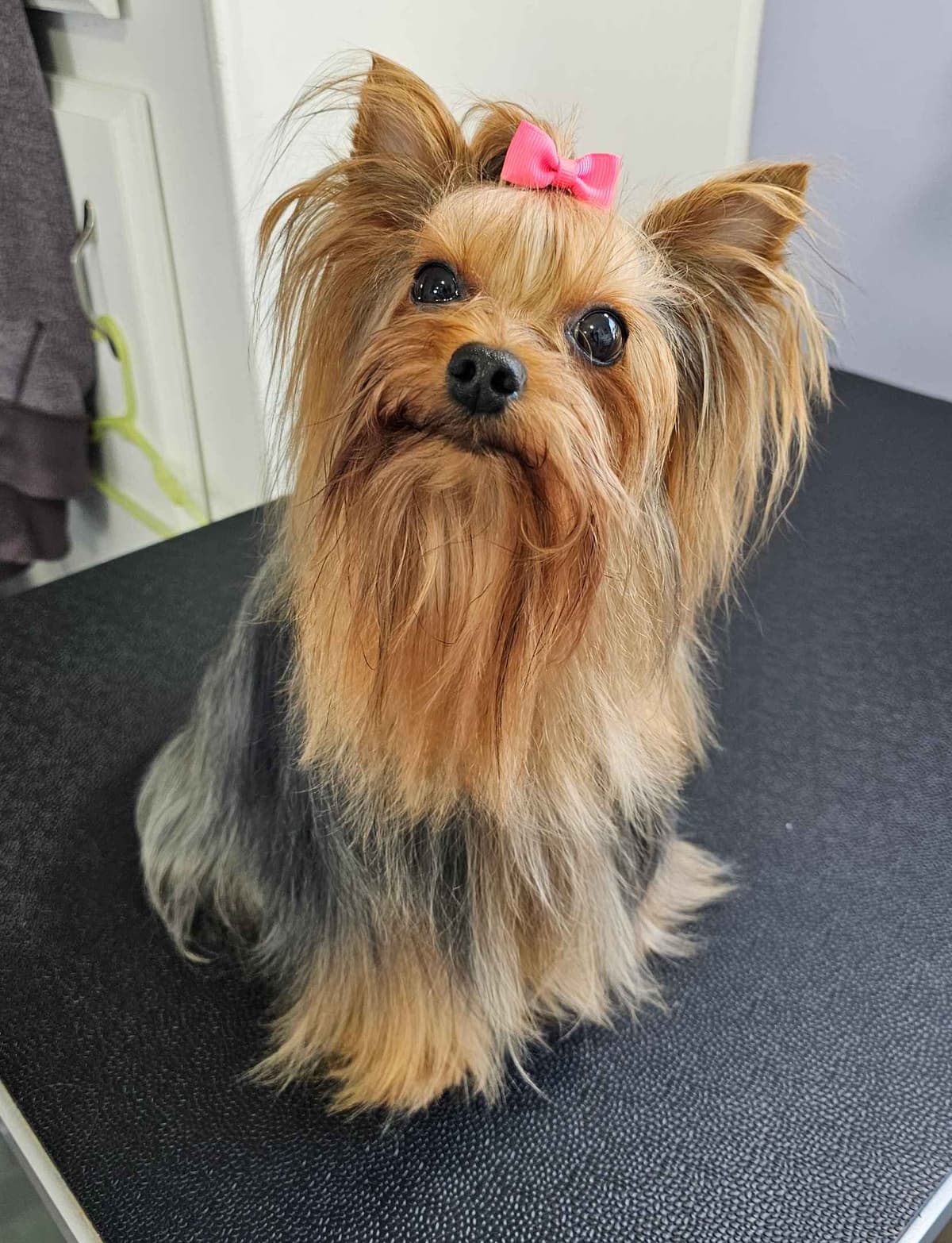 Yorkshire Terrier Puppies breeder image 8