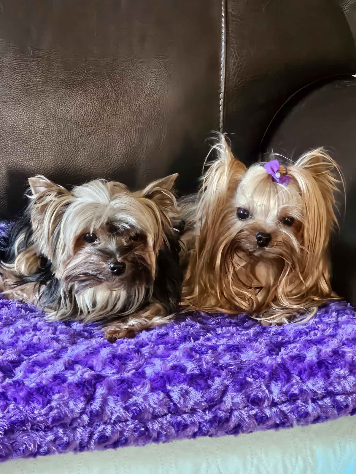 Yorkshire Terrier Puppies breeder image 22