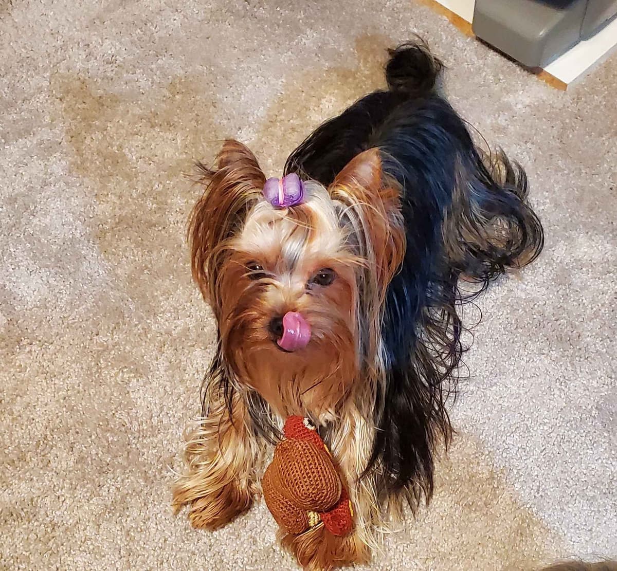 Yorkshire Terrier Puppies breeder image 23
