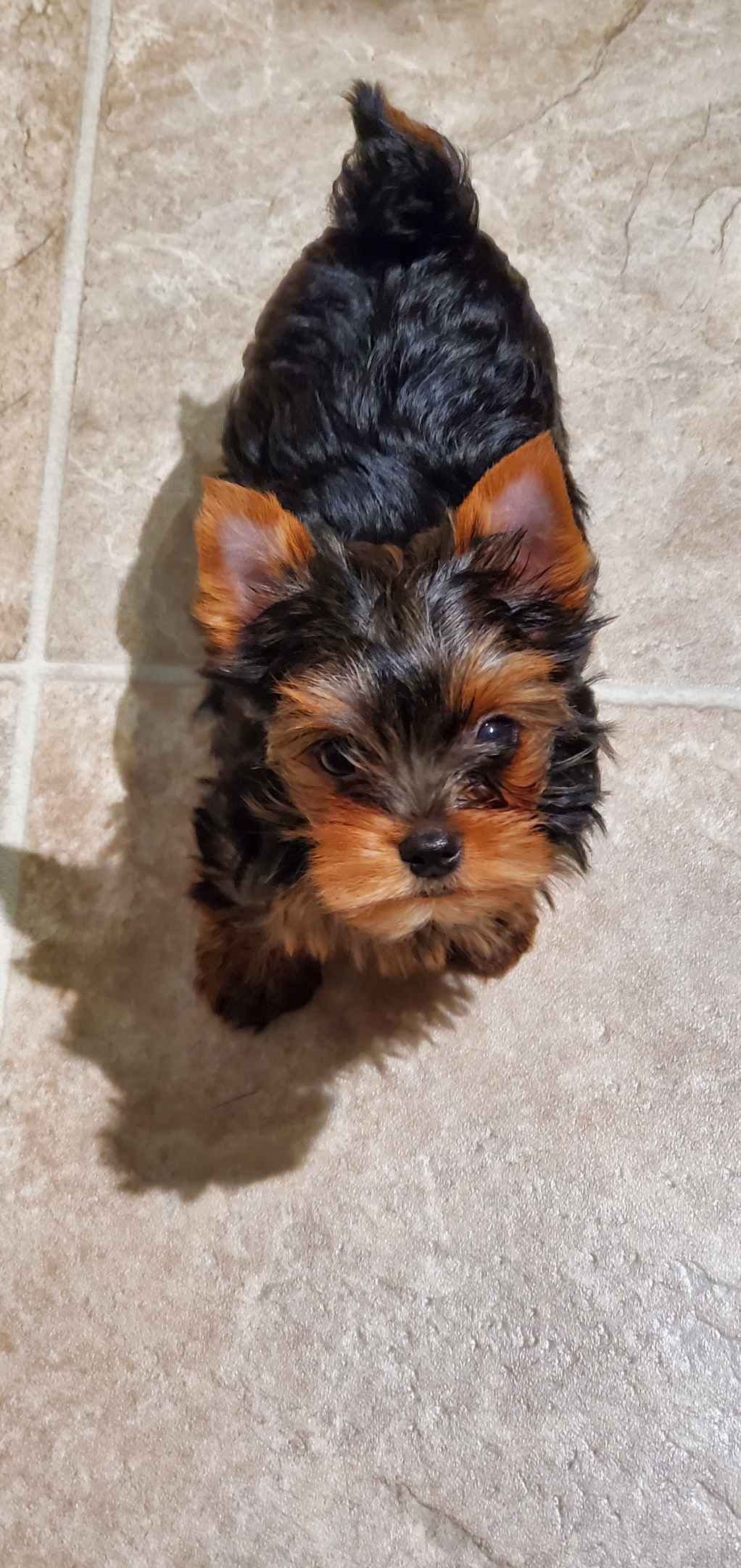 Yorkshire Terrier Puppies breeder image 17