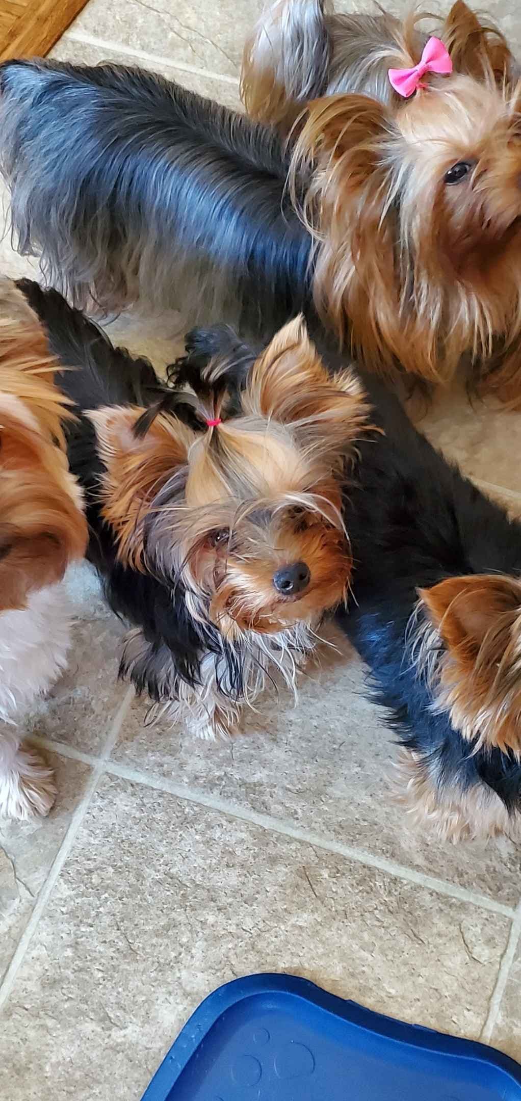 Yorkshire Terrier Puppies breeder image 24