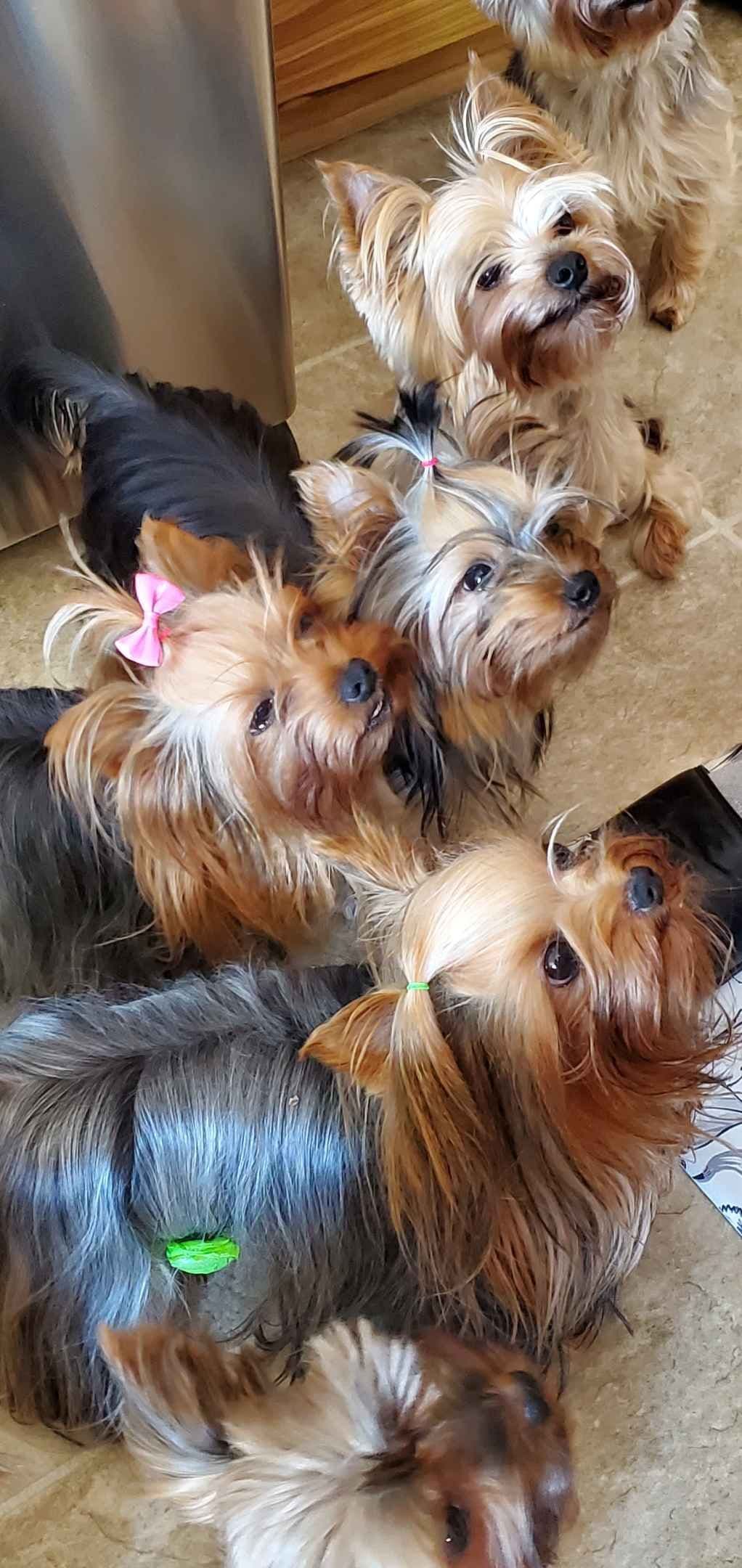 Yorkshire Terrier Puppies breeder image 25