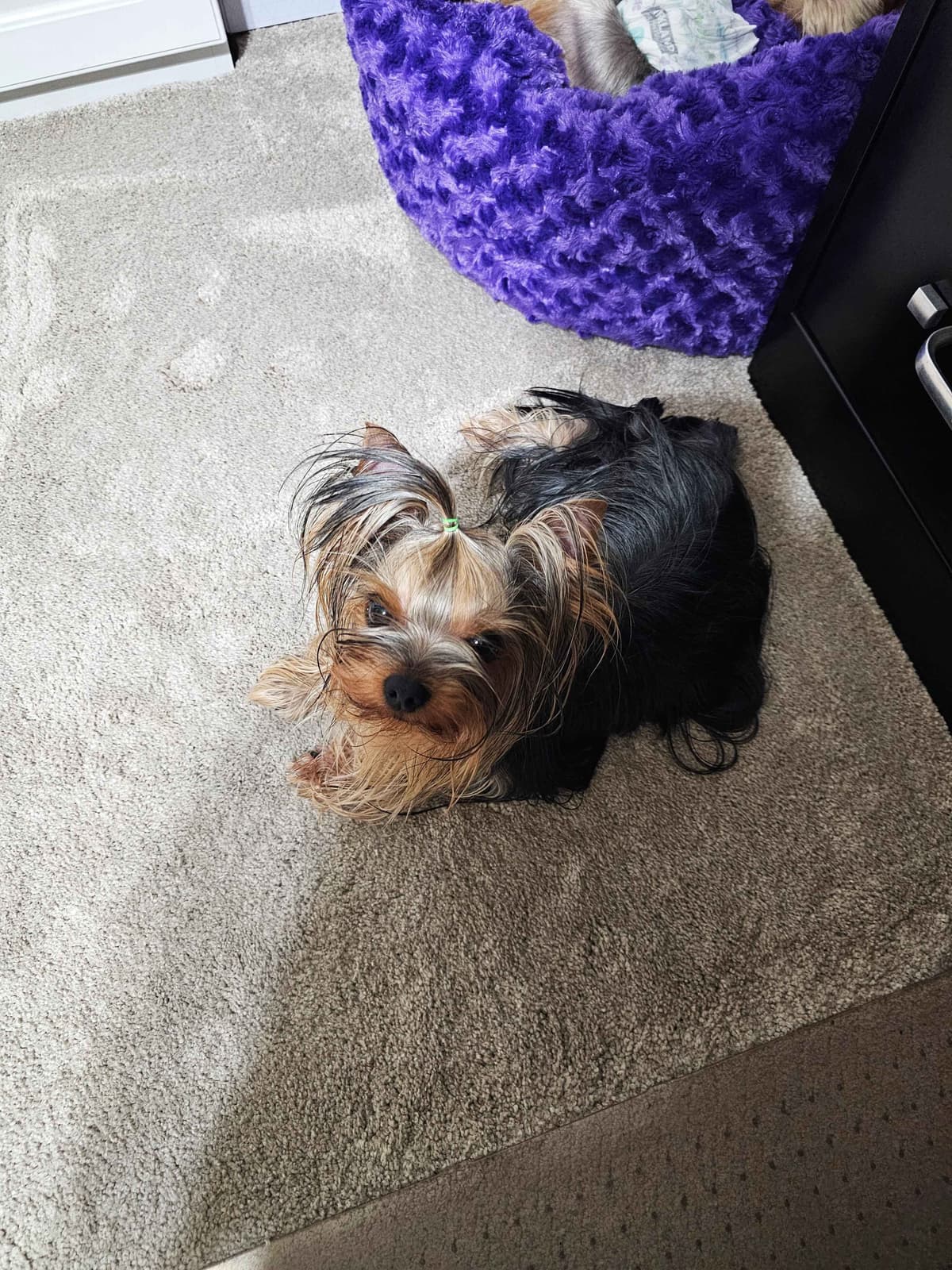Yorkshire Terrier Puppies breeder image 11