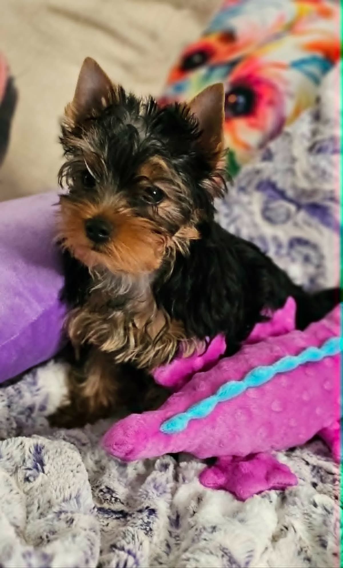 Yorkshire Terrier Puppies breeder image 2
