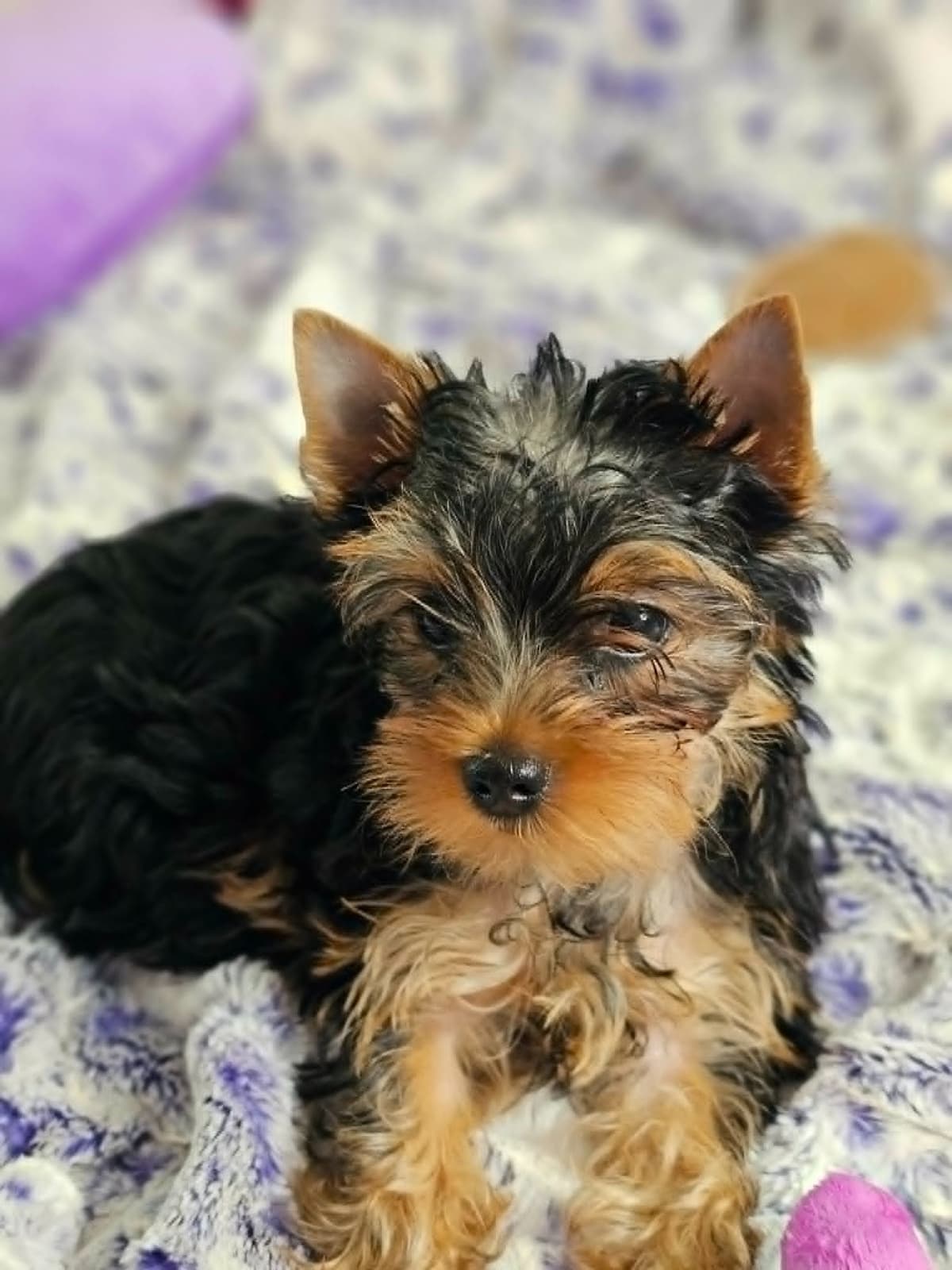 Yorkshire Terrier Puppies breeder image 1
