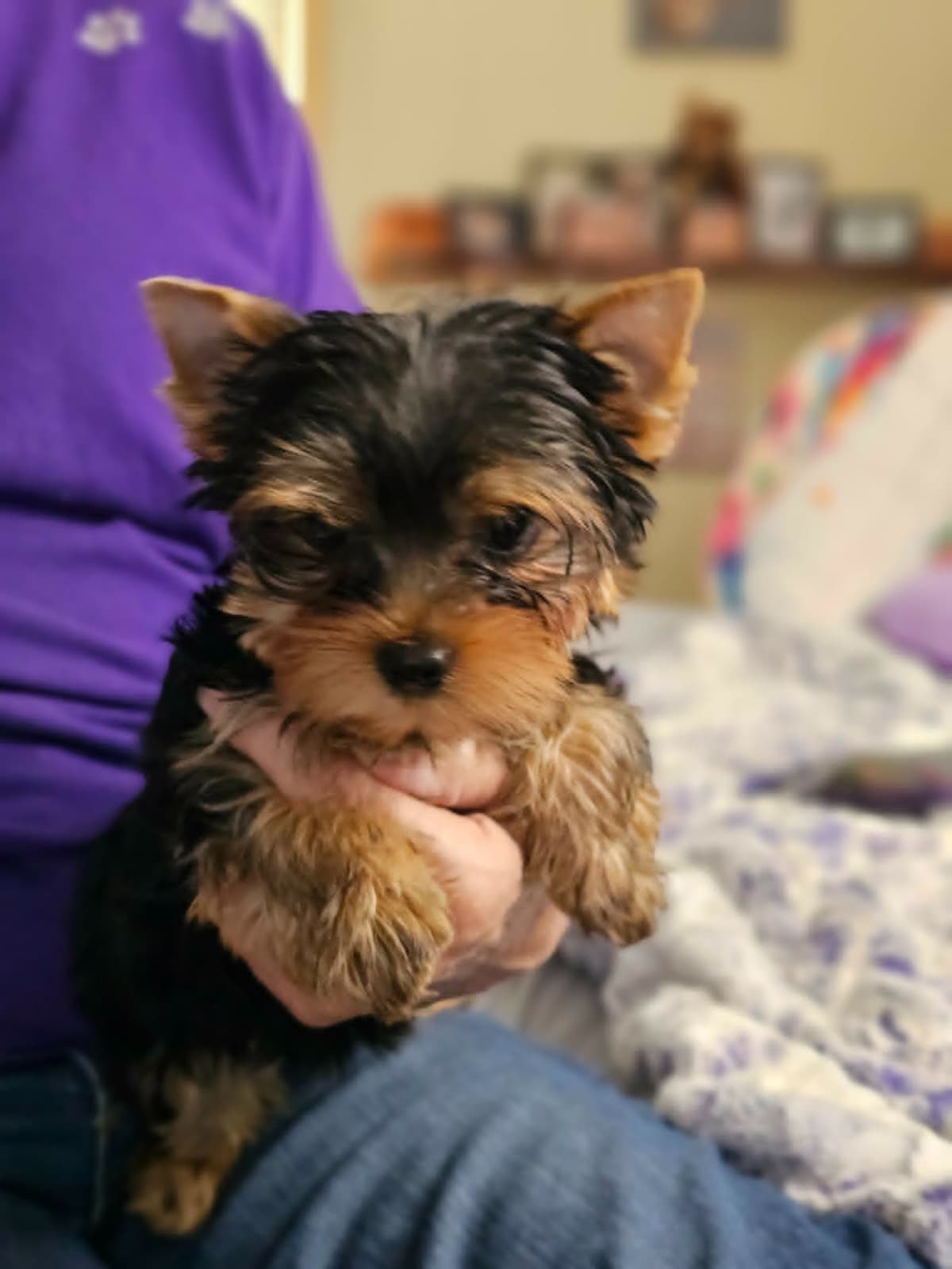 Yorkshire Terrier Puppies breeder image 3
