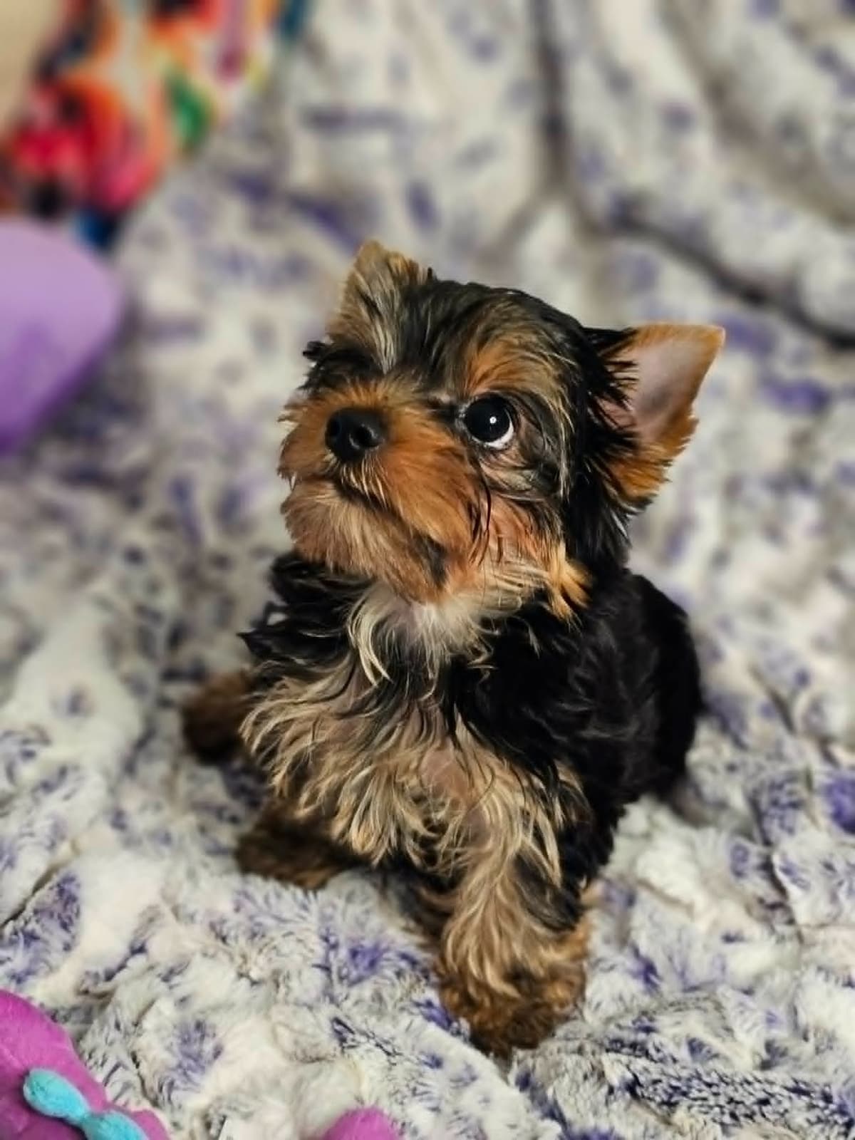 Yorkshire Terrier Puppies breeder image 4