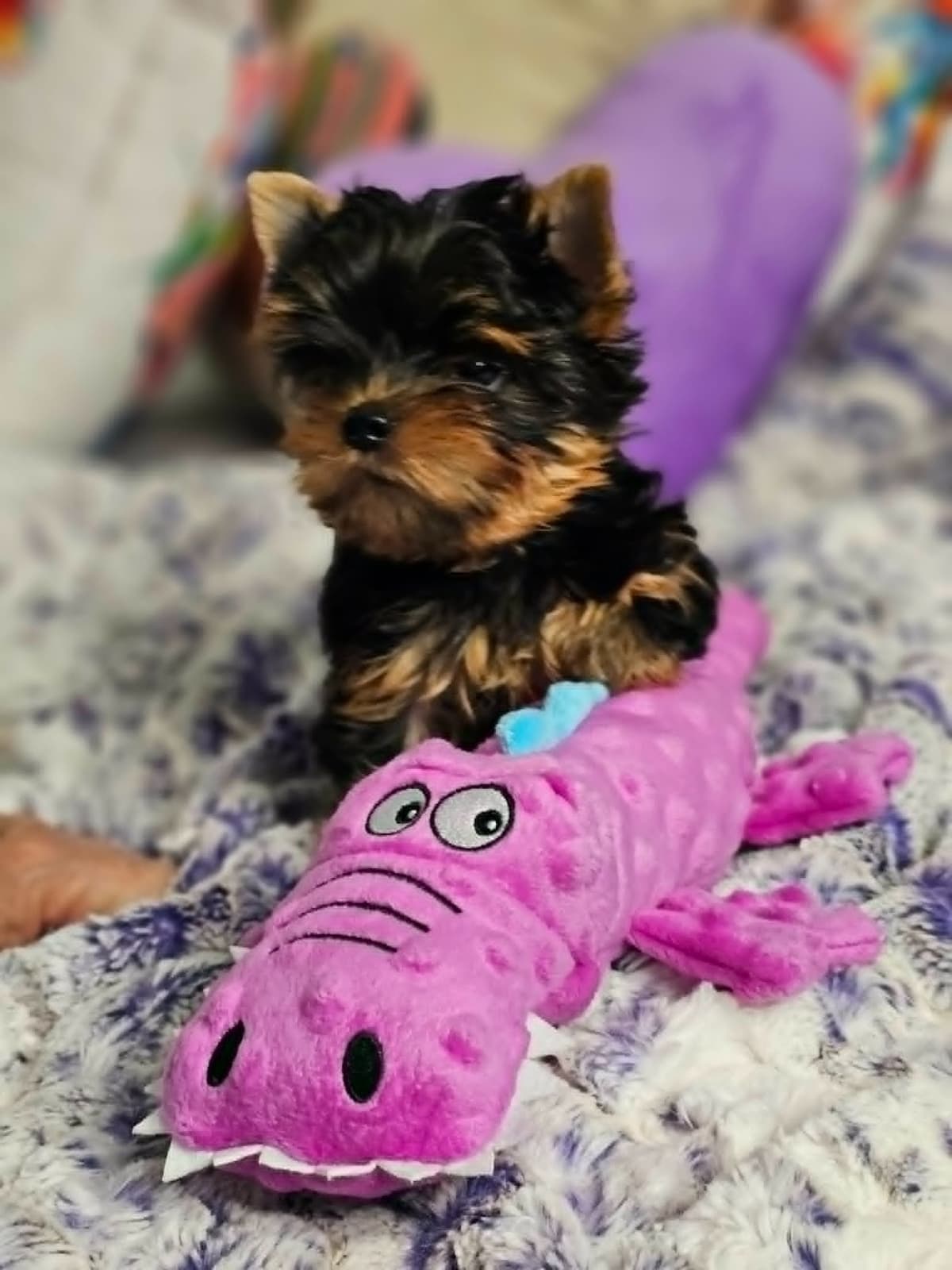 Yorkshire Terrier Puppies breeder image 9