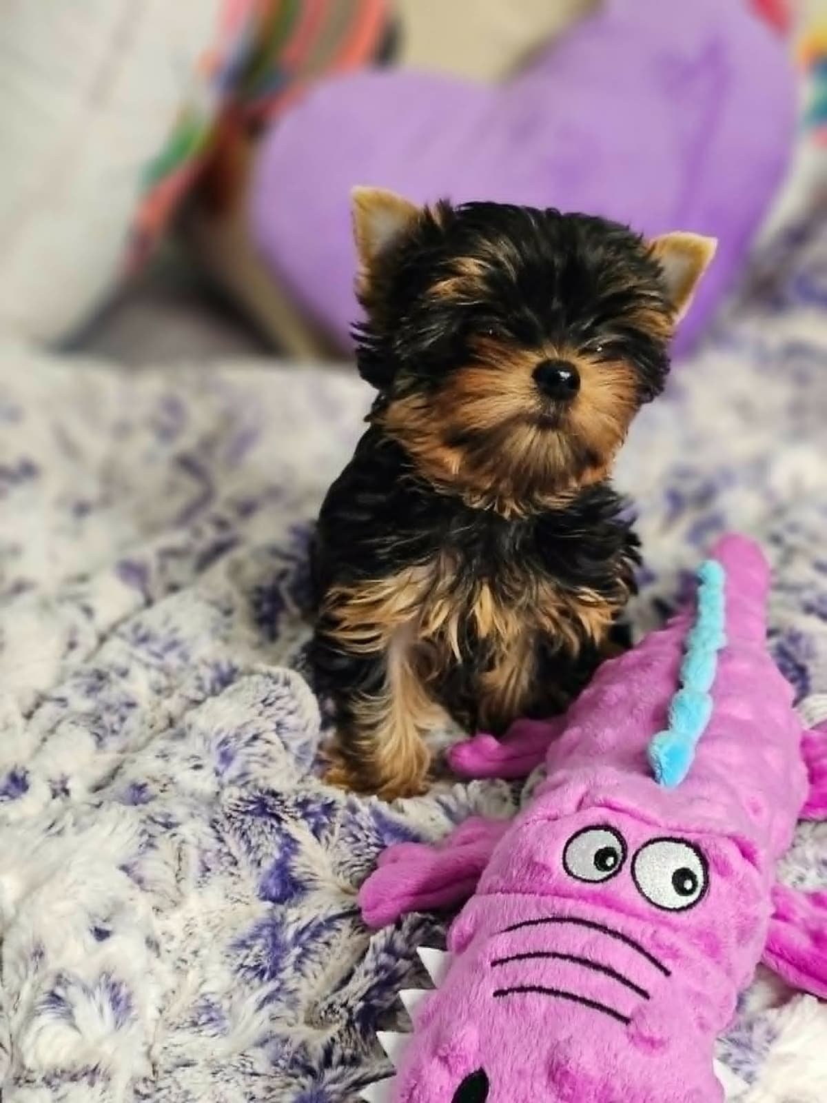 Yorkshire Terrier Puppies breeder image 10